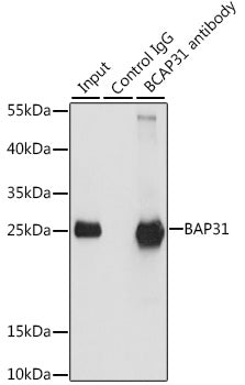 BAP31 Rabbit pAb