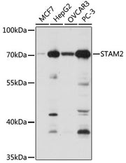 STAM2 Rabbit pAb