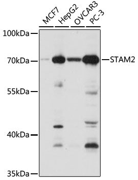 STAM2 Rabbit pAb