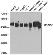 DNAJA2 Rabbit pAb