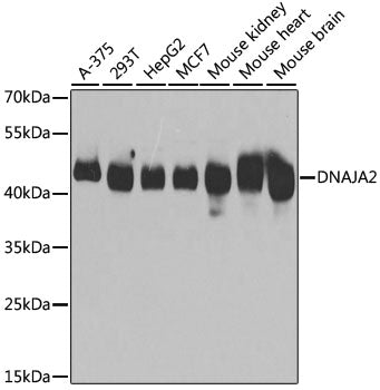 DNAJA2 Rabbit pAb
