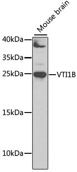 VTI1B Rabbit pAb