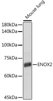 ENOX2 Rabbit pAb