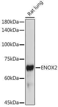ENOX2 Rabbit pAb