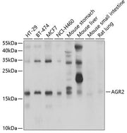 AGR2 Rabbit pAb