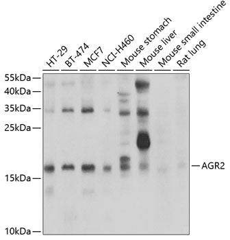 AGR2 Rabbit pAb