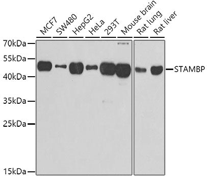 STAMBP Rabbit pAb