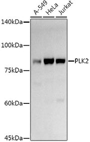 PLK2 Rabbit pAb