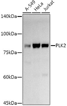 PLK2 Rabbit pAb
