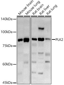 PLK2 Rabbit pAb