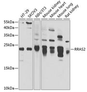 RRAS2 Rabbit pAb