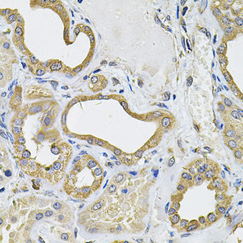 ICOSL Rabbit pAb