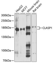 CLASP1 Rabbit pAb