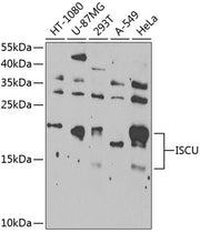 ISCU Rabbit pAb