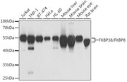 FKBP38/FKBP8 Rabbit pAb