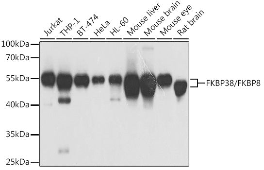 FKBP38/FKBP8 Rabbit pAb