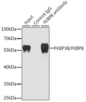 FKBP38/FKBP8 Rabbit pAb