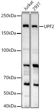 UPF2 Rabbit pAb