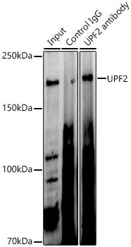 UPF2 Rabbit pAb