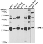 NTMT1 Rabbit pAb