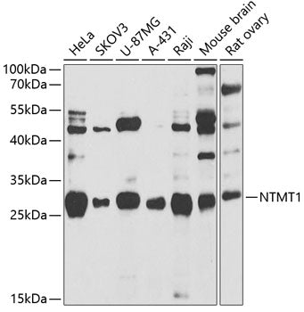 NTMT1 Rabbit pAb
