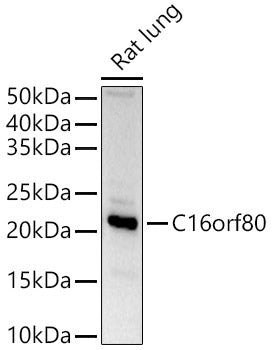 C16orf80 Rabbit pAb