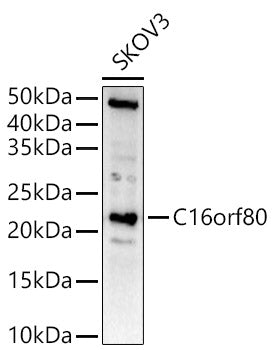 C16orf80 Rabbit pAb