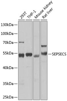 SEPSECS Rabbit pAb