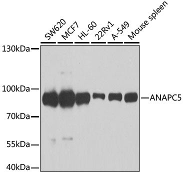 [KO Validated] ANAPC5 Rabbit pAb