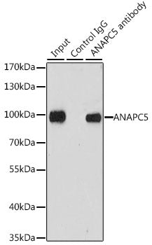 [KO Validated] ANAPC5 Rabbit pAb
