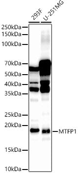 MTFP1 Rabbit pAb