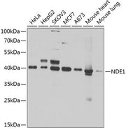 NDE1 Rabbit pAb