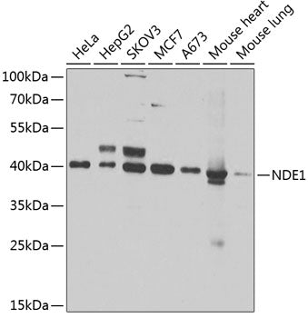NDE1 Rabbit pAb