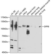 DPP8 Rabbit pAb