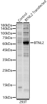 BTNL2 Rabbit pAb