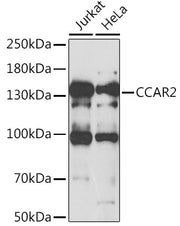 CCAR2 Rabbit pAb
