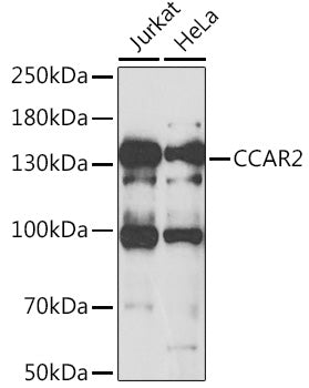 CCAR2 Rabbit pAb