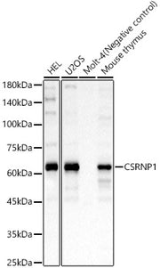 CSRNP1 Rabbit pAb