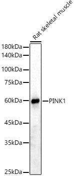 PINK1 Rabbit pAb