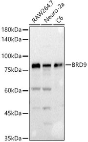 BRD9 Rabbit pAb