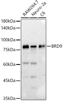 BRD9 Rabbit pAb