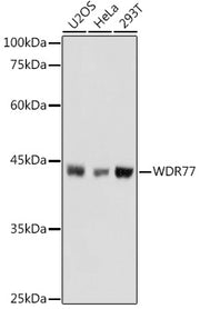 WDR77 Rabbit pAb