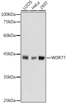WDR77 Rabbit pAb