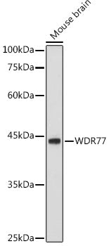 WDR77 Rabbit pAb