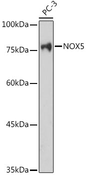 NOX5 Rabbit pAb