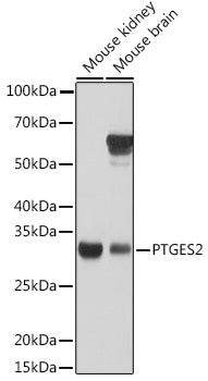 PTGES2 Rabbit pAb