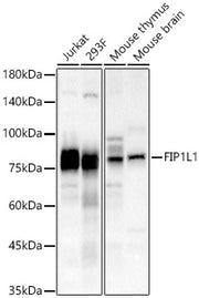 FIP1L1 Rabbit pAb