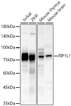 FIP1L1 Rabbit pAb