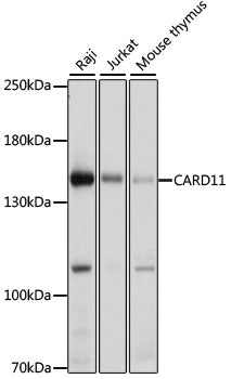 CARD11 Rabbit pAb