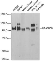 UBASH3B Rabbit pAb